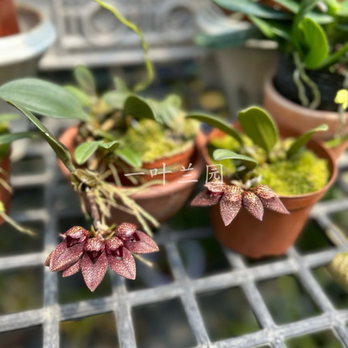 原种 小红鞋石豆兰 珍奇种洋兰花卉 - 图1