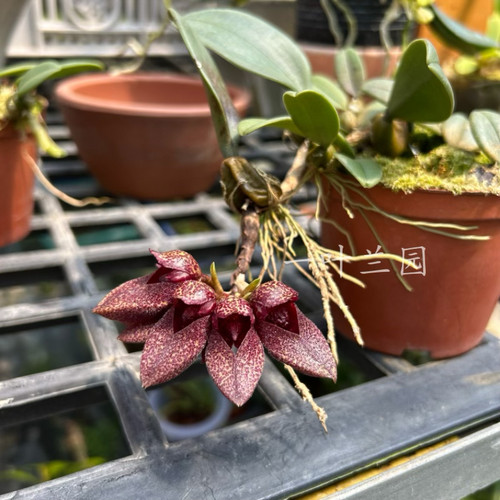 原种 小红鞋石豆兰 珍奇种洋兰花卉 - 图0