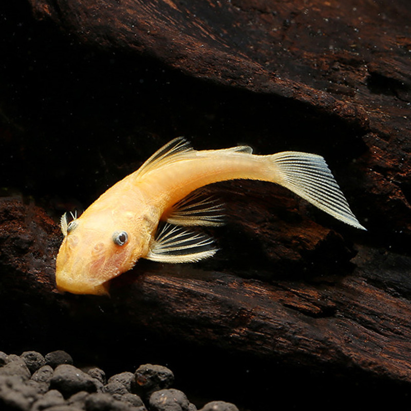 大胡子鱼淡水蓝眼大帆金苔鼠小猴黑线飞狐小精灵鱼除藻琵琶鱼蛇仔 - 图1