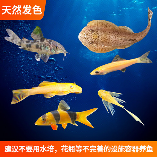 鼠鱼小型清道夫鱼清洁鱼琵琶垃圾鱼金苔鼠熊猫黑线黄金胡子鱼除藻 - 图1
