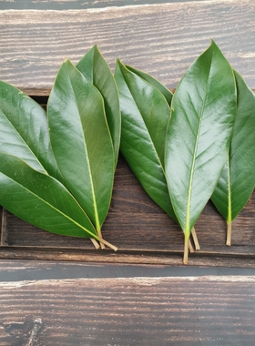 新鲜广玉兰叶荷花玉兰望春玉兰树叶花草叶植物标本材料包全国包邮