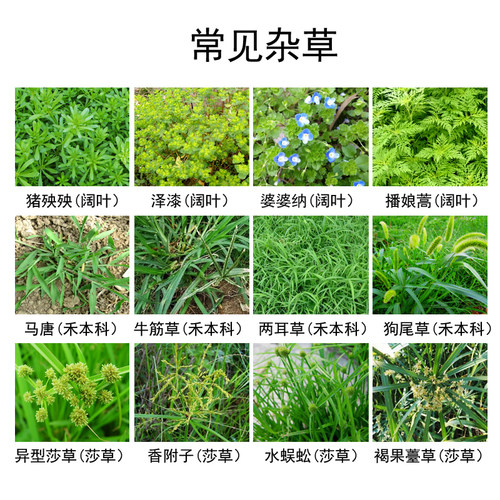 坪安爱麦盛农药除草剂玉龙净日本矮麦冬玉龙草鸢尾禾阔莎杂草全除 - 图1