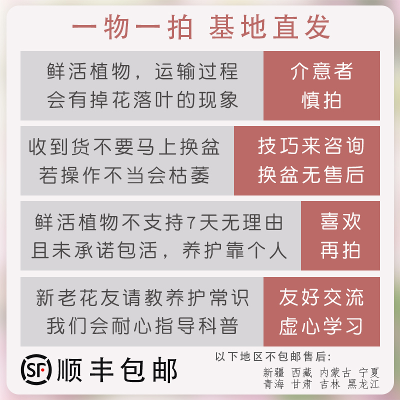 高飘【绿叶浅黄】394一物一拍漳州三角梅原生带盆土阳台四季勤花 - 图0