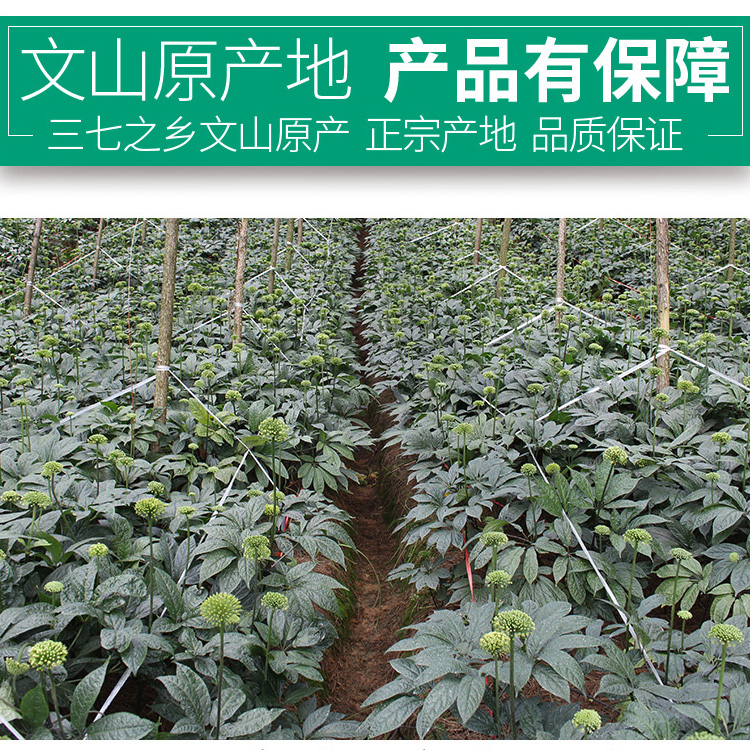 三七花茶袋装云南文山正品4年田七花非特级野生500g克散装的功效 - 图2