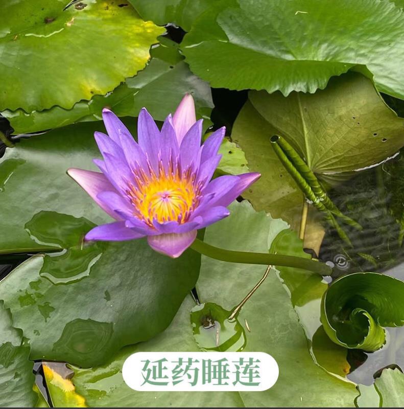 睡莲黑美人多贝睡火莲花苞多四季开花阳台庭院鱼池塘荷花一叶莲-图0