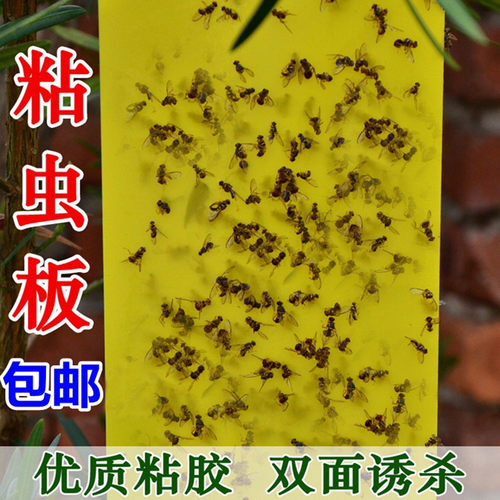 黄板双面粘虫板防水果园盆栽大棚诱虫板粘果蝇飞虫可挂式强力粘板 - 图1