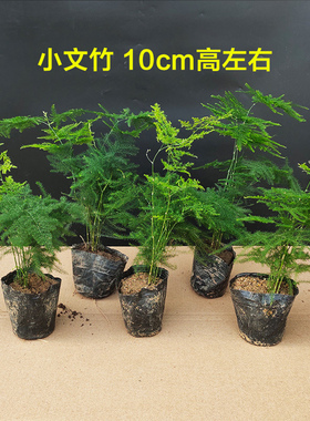 文竹盆栽净化植物室内空气办公室绿植花卉盆栽盆景四季常青小盆栽