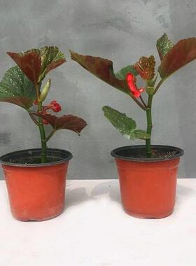 竹节海棠斑点秋海棠花花苗室内客厅阳台盆栽花卉绿植开花植物