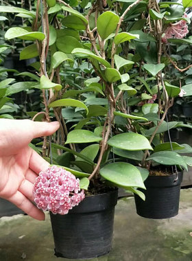 球兰花盆栽大苗吊绿植兰家养花卉植物四季开花常绿室内万里飘香藤