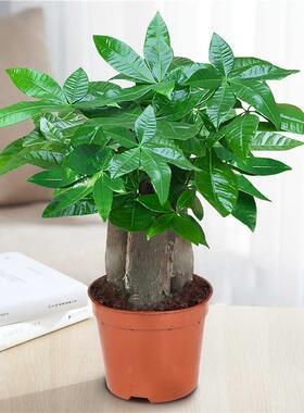 发财树小花卉绿植盆栽物办公室内吸甲醛绿萝文竹水培招财树好养