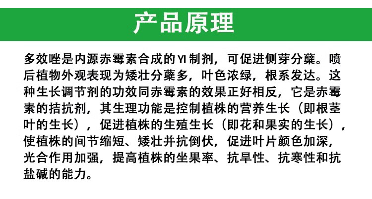 国光金泰尔多效唑挫30% 矮化剂矮壮素芒果果树控旺徒长生长调节剂 - 图1