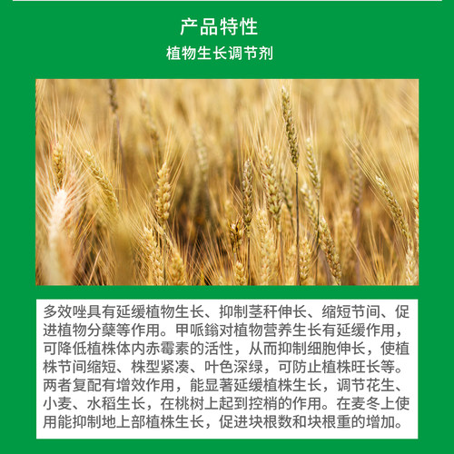 国光矮秀 30%多效唑甲哌鎓植物矮化剂矮壮素抑制生长减少修剪 - 图1