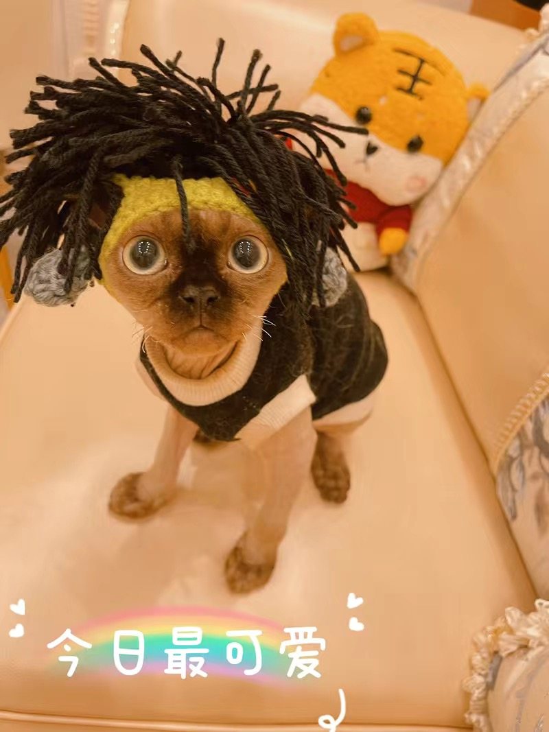 朋克风猫咪搞怪帽子无毛猫斯芬克斯猫头套狗狗搞笑摇滚装饰变装帽,淘宝优惠券,粉丝福利购,淘宝优惠卷