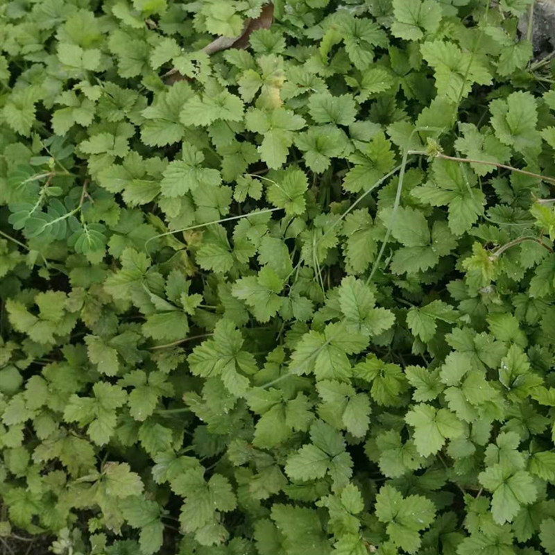 蛇莓草新鲜现采地莓潮汕蛇泡草龙吐珠三爪风天然蛇盘500g和尚头坡