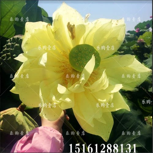 池塘大型观赏荷花苗种藕苗莲藕种苗盆栽荷花种根食用莲藕苗莲花苗 - 图1