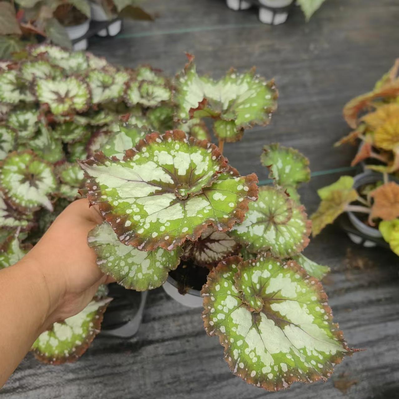 狂欢节秋海棠蟆叶室内网红盆栽丝型福寿植物鸟观叶赏花盆栽花卉 - 图0