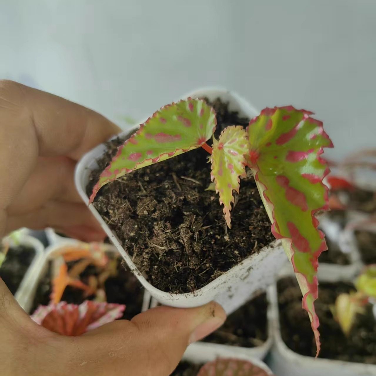 粉熔岩秋海棠雨林缸闷养品种观叶赏花盆栽桌面小盆栽,淘宝优惠券,粉丝福利购,淘宝优惠卷