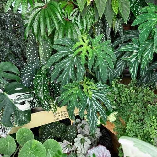 秋刀鱼秋海棠竹节类阳台室外室内客厅桌面绿植盆栽观叶赏花植物彩 - 图2