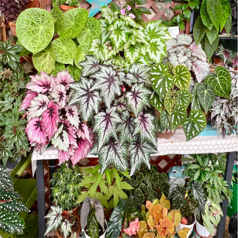 狂欢节秋海棠蟆叶室内网红盆栽丝型福寿植物鸟观叶赏花盆栽花卉 - 图1