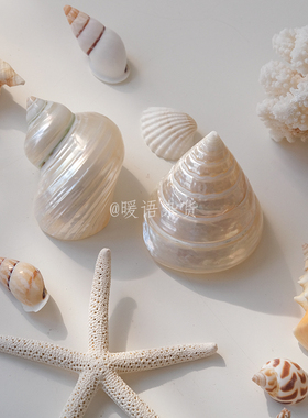 ins天然贝壳海胆珊瑚装饰摆件
