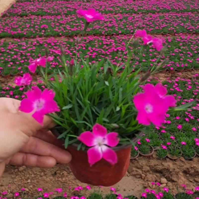 欧石竹穴盘苗花苗彩虹石竹初吻杂交庭院花卉白花康乃馨四季开花 - 图1