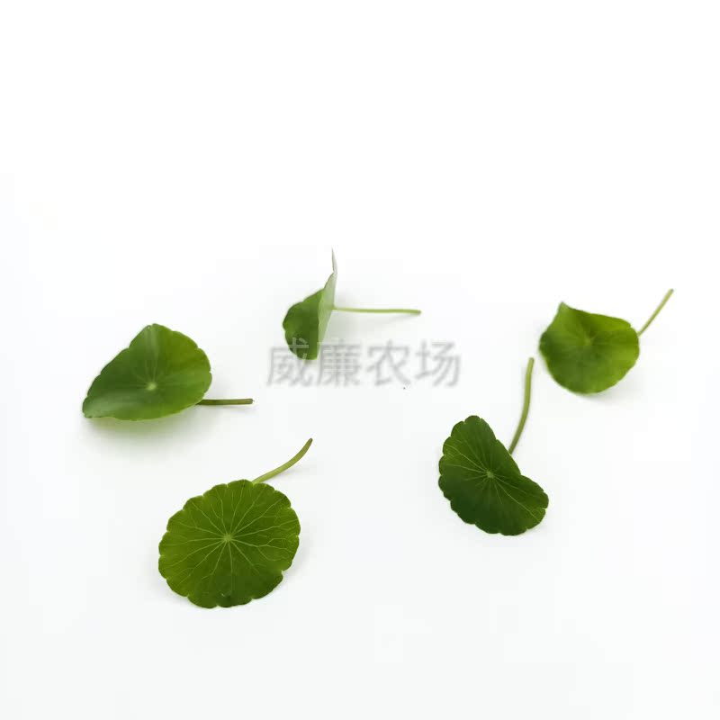 Coins-Grass Leaves(Hydrocotyle)铜钱草新鲜铜钱草叶新鲜旱金-图2