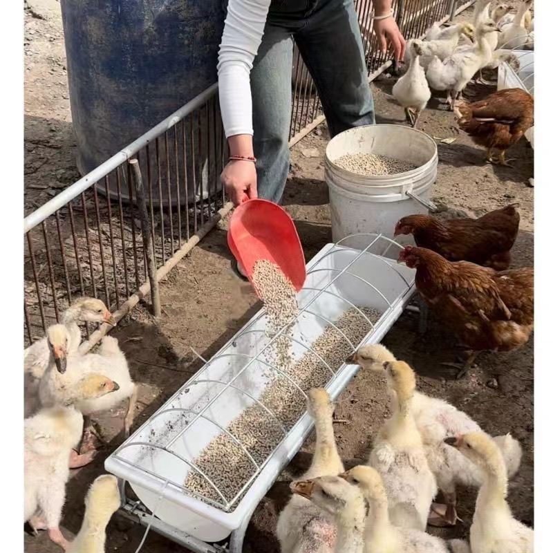 养鸡自动喂鸭鹅食槽饮水槽鸭子料槽食槽厚牛筋家禽养殖喂水槽鹅鸭 - 图1