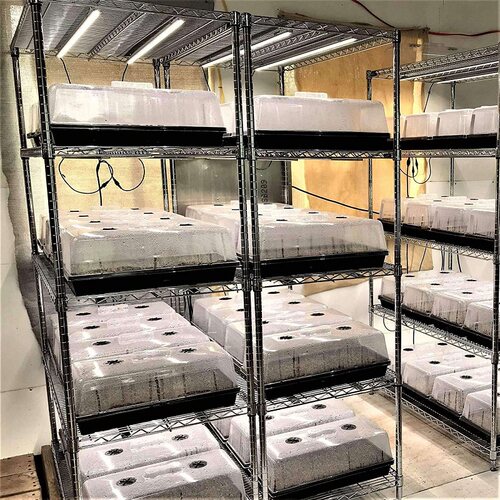 加高育苗箱闷养箱小温室保温保湿保暖箱育苗盒播种盘盒托盘接水盘 - 图0