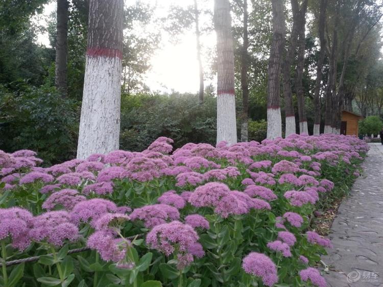 种苗--八宝景天华丽景天长药八宝大叶活血三七对叶景天红花蝎子草 - 图2