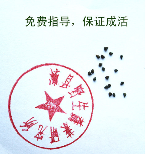 埃及帝王菜种子长蒴黄麻麻叶菜菜用黄麻野麻婴莫洛海芽粉帝王菜粉 - 图1
