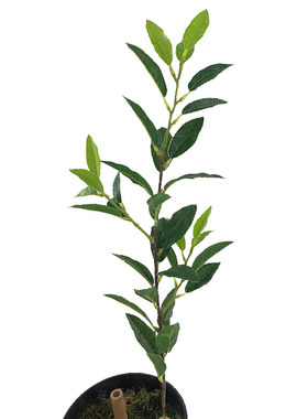 仿真新茶花假树叶单枝都匀毛尖茶叶绿茶红茶屏风盆栽装饰摆设直销