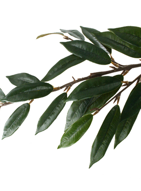 仿真植物栲树叶山毛榉叶子绿植丝栗栲芒果叶乔木工程搭配装饰销售