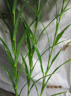 仿真绿植盆栽盆景单枝大芦苇叶春秋色干花叶装饰植物园直销销售