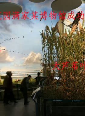 仿真植物芦苇干花仿真植物