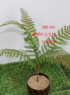 热带落地桫椤叶子直销沙漠植物