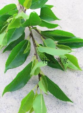 仿真茶花假树叶立体四叉枝古茶叶树云雾绿茶红茶屏风装饰摆设直销