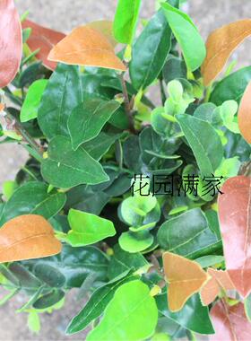 仿真迷你小盆栽红叶 带花盆绿植假树叶桌摆橄榄叶装饰摆设直销厂