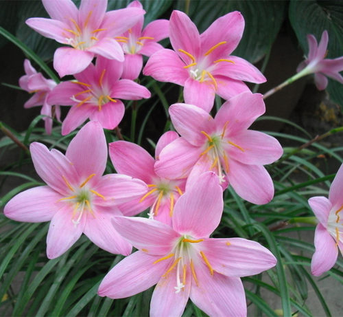 葱莲葱兰风雨兰种球韭菜兰绿植桌面盆栽四季花卉庭院花坛植物花 - 图1