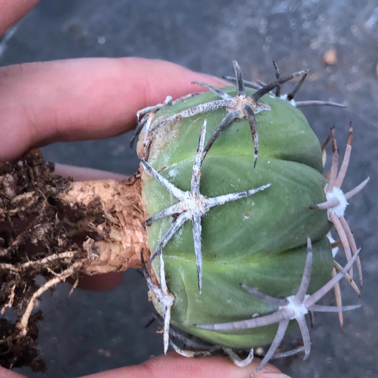 翠平丸 籽播实生仙人球 花卉盆载 多肉植物 小小植物缘 5.1CM - 图0