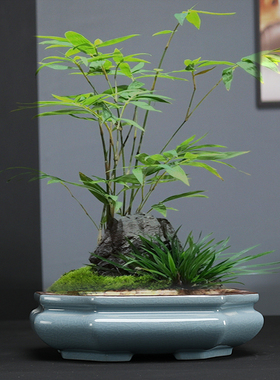 陶瓷福建中式蝴蝶兰专用花盆