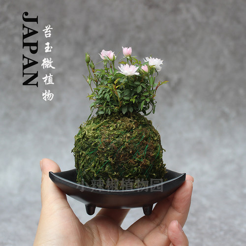 苔玉微型月季姬乙女迷你姬月季四季小植物绿植苔藓球小玫瑰开花长 - 图1