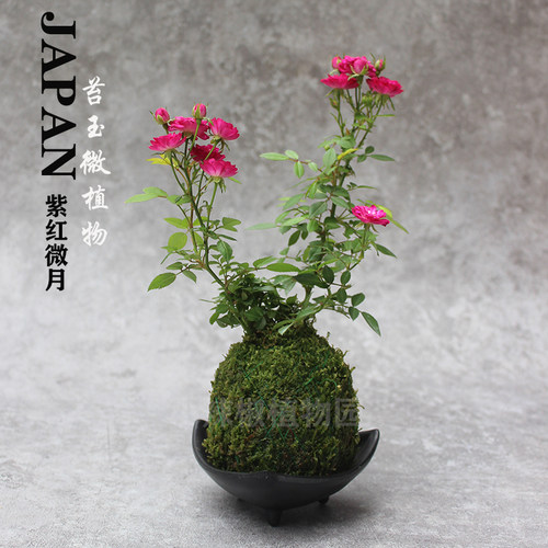 苔玉微型月季姬乙女迷你姬月季四季小植物绿植苔藓球小玫瑰开花长 - 图2