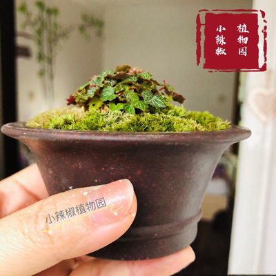 微型迷你植物小盆栽姬虎耳草山野草姬雪之下阴生观叶袖珍苔藓-图1