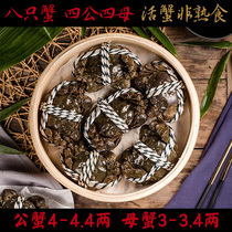 (Interstellar Old Boy) Sun notes seafood Fast live crab C Crab Bull 4 4-4 Two Mother 3 4-3 Two