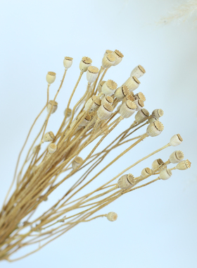 花木集虞美人干花摆件