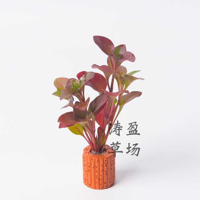 Living series of landscaping aquatic plants planting