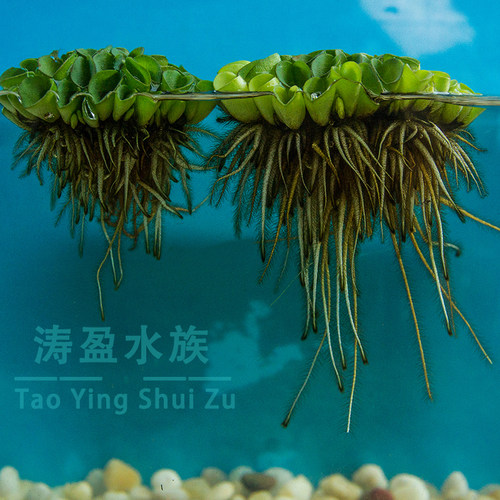 肚兜浮萍 浮性水草 水培 鱼缸造景 微景活体植物 - 图2