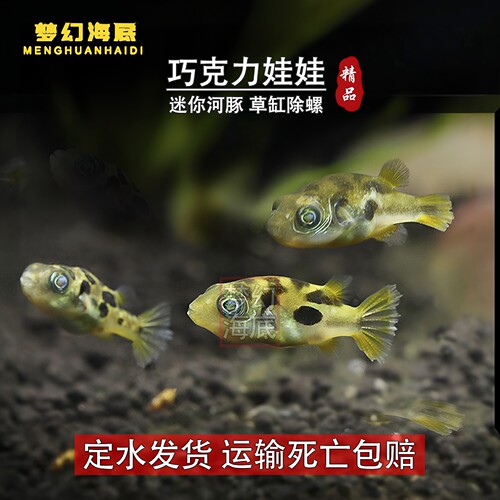 巧克力娃娃鱼观赏鱼除螺高手除蜗牛活体河豚潜水艇鱼小型热带鱼 - 图0