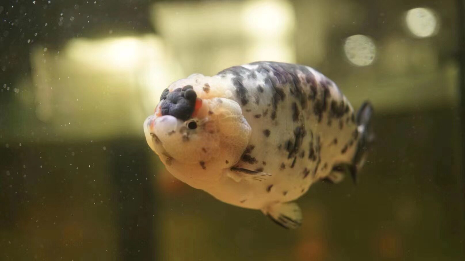 不加温冷水鱼观赏鱼淡水鱼活体金鱼好养耐活鱼苗兰寿锦鲤金鱼活鱼 - 图1