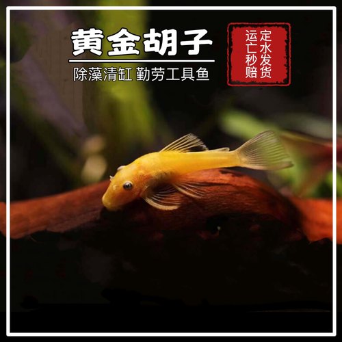 胡子鱼热带淡水黄金大胡子蓝眼清缸鱼清道夫小型工具鱼缸壁除藻鱼 - 图1